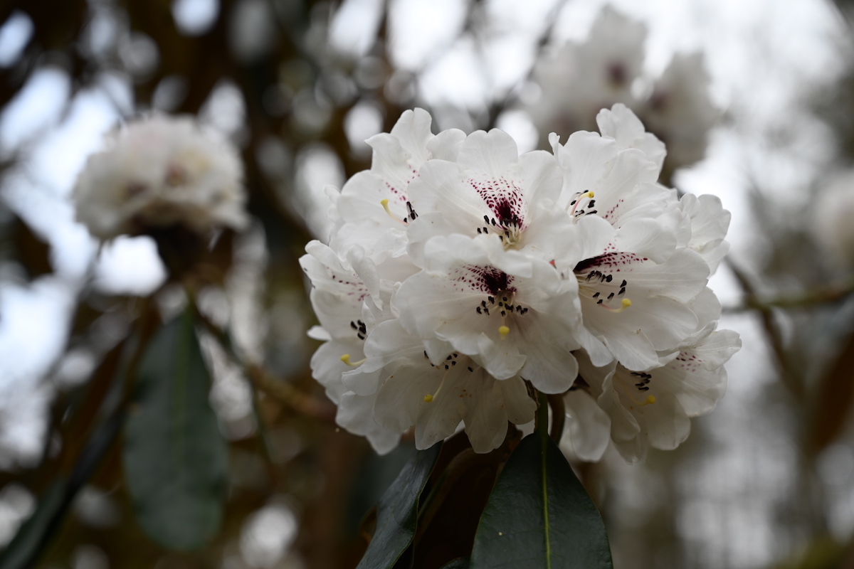 R. rex ssp. fictolacteum AGM